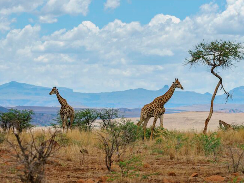 Jirafas, Parque Nacional de Kruger, Suda?frica