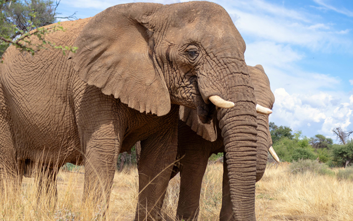 Elefantes, Parque Nacional Ethosa, Namibia